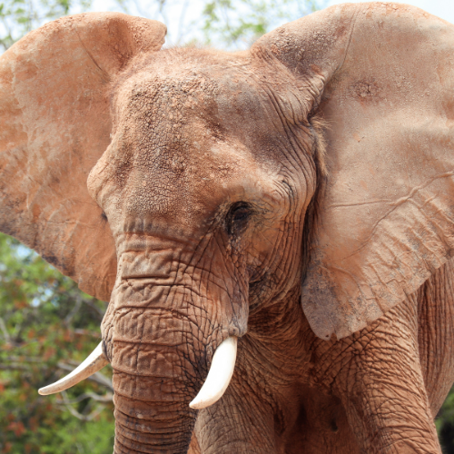 &eacute;l&eacute;phant