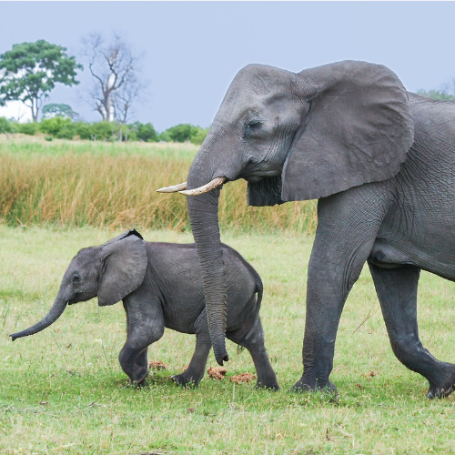 &eacute;l&eacute;phants