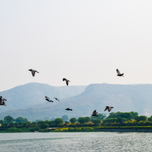 Oiseaux c&ocirc;tiers